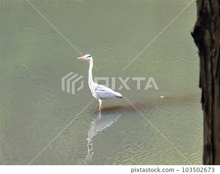 站立在池塘的一隻灰色蒼鷺 站立在池塘的一隻灰色蒼鷺 103502673