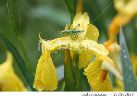 Larva of Yabukiri on a flower of a yellow iris Larva of Yabukiri on a flower of a yellow iris 103502696