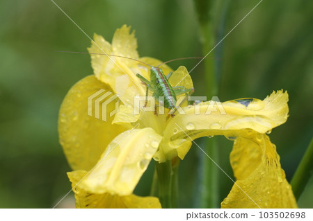 Larva of Yabukiri on a flower of a yellow iris Larva of Yabukiri on a flower of a yellow iris 103502698