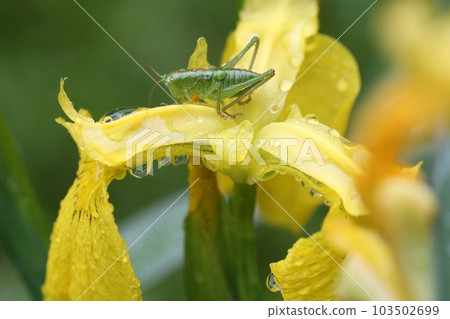 Larva of Yabukiri on a flower of a yellow iris Larva of Yabukiri on a flower of a yellow iris 103502699