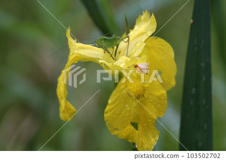 Larva of Yabukiri on a flower of a yellow iris Larva of Yabukiri on a flower of a yellow iris 103502702