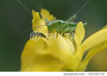Larva of Yabukiri on a flower of a yellow iris 103502719