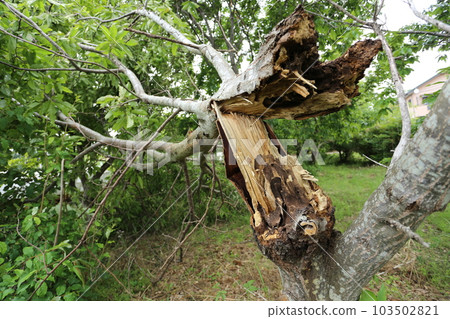 Chestnut tree broken by strong wind Chestnut tree broken by strong wind 103502821