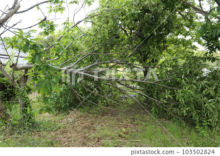 Chestnut tree broken by strong wind Chestnut tree broken by strong wind 103502824