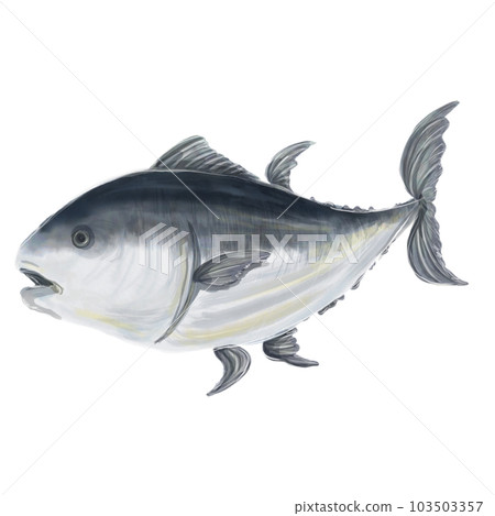 金槍魚的插圖 103503357