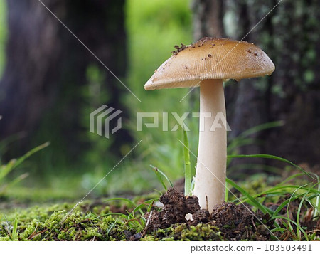 Ecological photograph of Kabairo Tsurutake 103503491