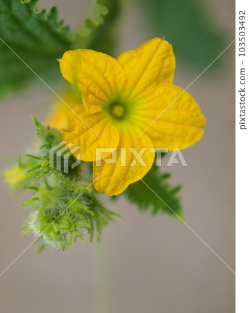 Close-up of male flower of crowberry 103503492