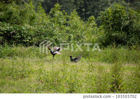 Male pheasant fighting for territory during breeding season Male pheasant fighting for territory during breeding season 103503702