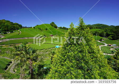 京都府名勝和塚石寺的新茶季 京都府名勝和塚石寺的新茶季 103503756