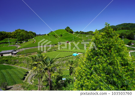 New tea season at Wazuka Stone Temple, a landscape asset of Kyoto Prefecture New tea season at Wazuka Stone Temple, a landscape asset of Kyoto Prefecture 103503760
