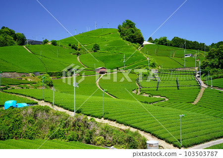 New tea season at Wazuka Stone Temple, a landscape asset of Kyoto Prefecture 103503787