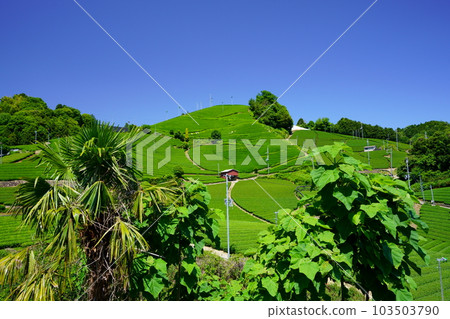 New tea season at Wazuka Stone Temple, a landscape asset of Kyoto Prefecture 103503790