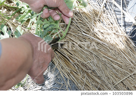 Watermelon work in June: slicing grandchildren Watermelon work in June: slicing grandchildren 103503896