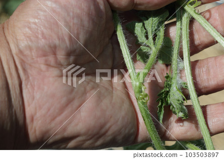 Watermelon work in June: slicing grandchildren Watermelon work in June: slicing grandchildren 103503897