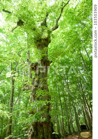 秋田縣白神的新象徵 Komainu Linden 103503909