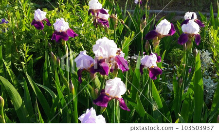 German Iris White and Blue Big Flower German Iris White and Blue Big Flower 103503937