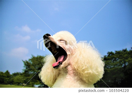 Leon, a white toy poodle yawning with his mouth wide open towards the blue sky♡ 103504220