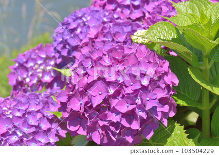  hydrangea 103504229