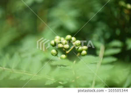 Blue fruit of Japanese pepper Blue fruit of Japanese pepper 103505344