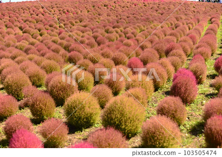 A group of kochia A group of kochia 103505474