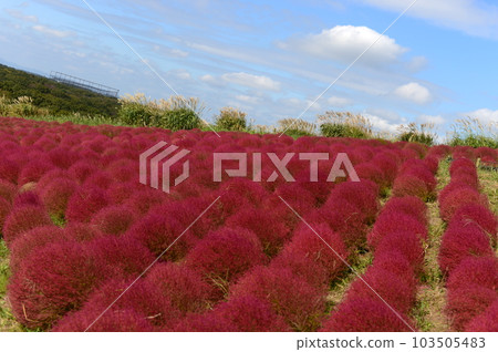 Red Kokia Red Kokia 103505483
