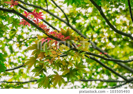 新綠季紅楓藍楓環抱 新綠季紅楓藍楓環抱 103505493