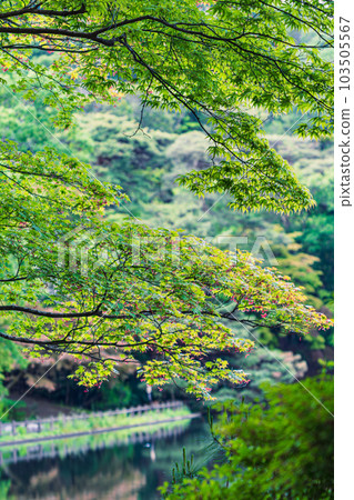 A green maple that once again colors the park in Kobe City, Hyogo Prefecture during the fresh green season 103505567