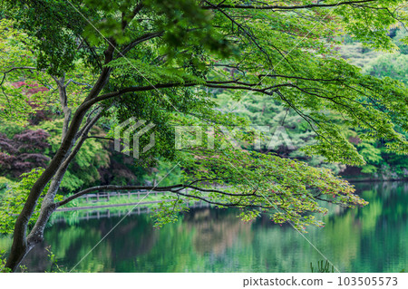 A green maple that once again colors the park in Kobe City, Hyogo Prefecture during the fresh green season A green maple that once again colors the park in Kobe City, Hyogo Prefecture during the fresh green season 103505573