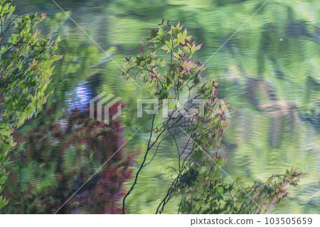 The art of maple trees reflected on the surface of the pond during the fresh green season 103505659