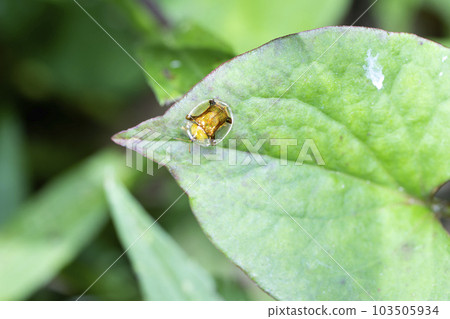 Jingasa beetle 103505934