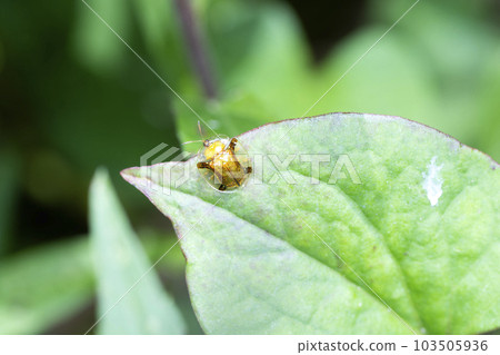 Jingasa beetle 103505936