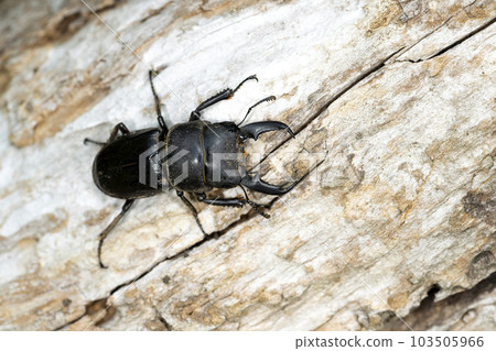 Hiratakuwagata 103505966