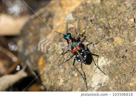 Tiger beetle with vivid colorful metallic colors (using a macro lens, outdoor natural light, close-up photography) 103506818