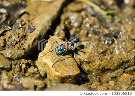 A tiger beetle with vibrant, metallic colors found by the water's edge in Japan (macro lens used, outdoor natural light, close-up photograph). A tiger beetle with vibrant, metallic colors found by the water's edge in Japan (macro lens used, outdoor natural light, close-up photograph). 103506819
