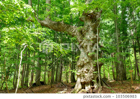 An eye-catching linden tree in the beech forest, Akita Prefecture's Dakedai Nature Observation Educational Forest 103506983