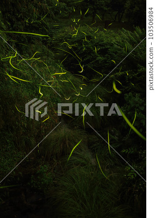 Genji Firefly Dance 103506984