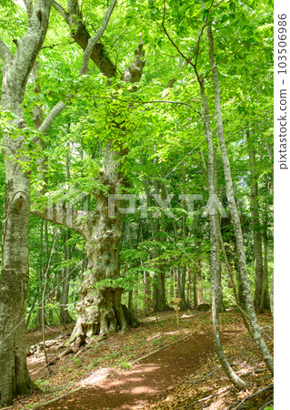 秋田縣多克台自然觀察教育林，山毛櫸林中引人注目的椴樹 103506986