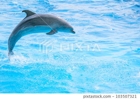 海豚表演 103507321