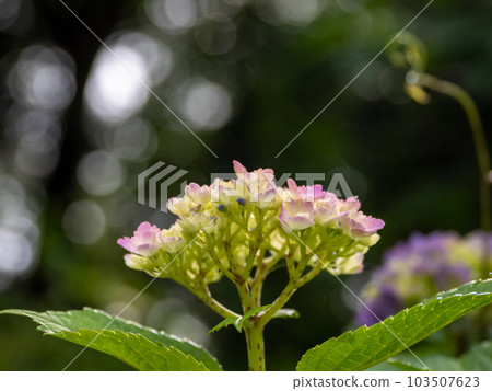 繡球花在雨季前才開始開花(手鞠開花) 繡球花在雨季前才開始開花(手鞠開花) 103507623