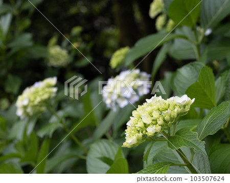 繡球花在雨季前才開始開花(手鞠開花) 繡球花在雨季前才開始開花(手鞠開花) 103507624