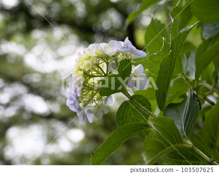 繡球花在雨季前才開始開花(手鞠開花) 繡球花在雨季前才開始開花(手鞠開花) 103507625