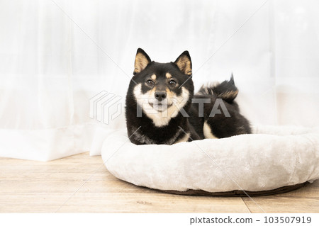 Sherry of black shiba in the bed by the window Sherry of black shiba in the bed by the window 103507919