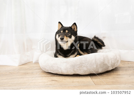 黑芝雪莉躺在窗邊的床上微笑 黑芝雪莉躺在窗邊的床上微笑 103507952