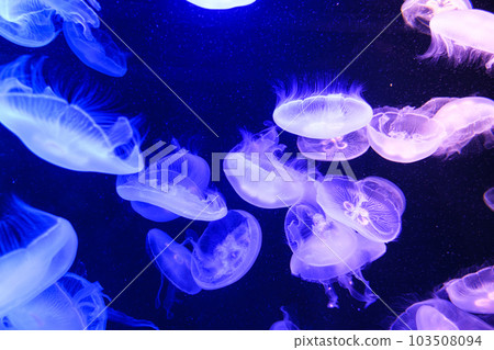 月亮水母 月亮水母 103508094