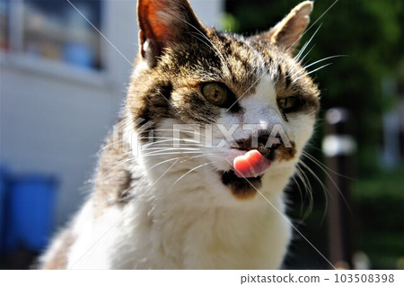 Satisfied cat licking with tongue 103508398
