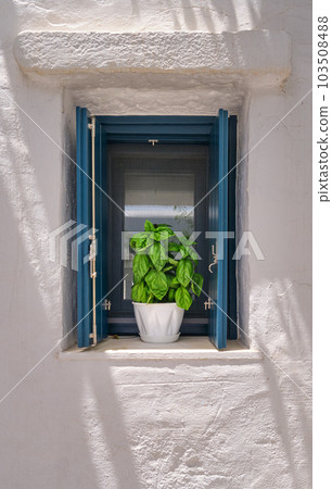 Flower pot with basil plant on window sill of whitewashed house in summer sunshine and shadows. Flower pot with basil plant on window sill of whitewashed house in summer sunshine and shadows. 103508488