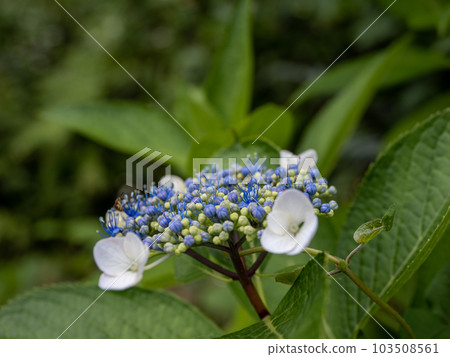 蔭下綻放的繡球花(額頭綻放) 蔭下綻放的繡球花(額頭綻放) 103508561