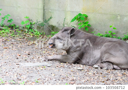 動物園貘 動物園貘 103508712