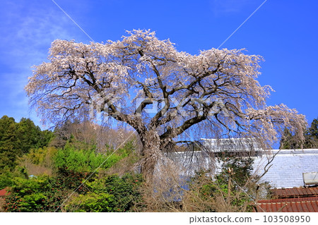 Cherry blossoms/Tamura City, Fukushima Prefecture Cherry blossoms/Tamura City, Fukushima Prefecture 103508950