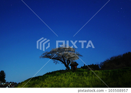 Ozawa Cherry Blossoms / Tamura City, Fukushima Prefecture 103508957